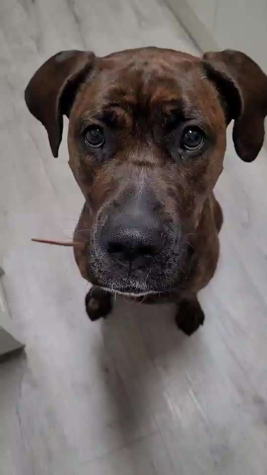 Rhodesian Ridgeback-Beitrag-Bild