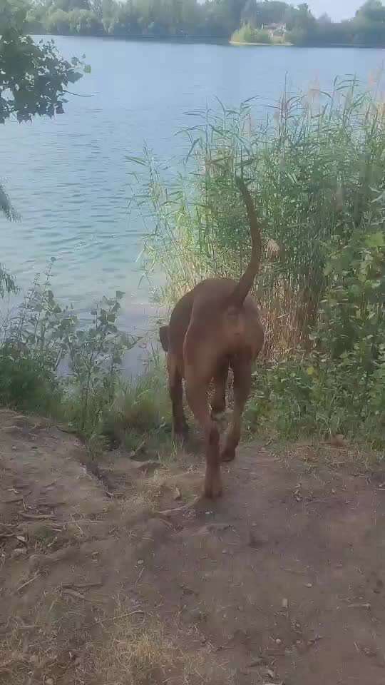 Rhodesian Ridgeback-Beitrag-Bild