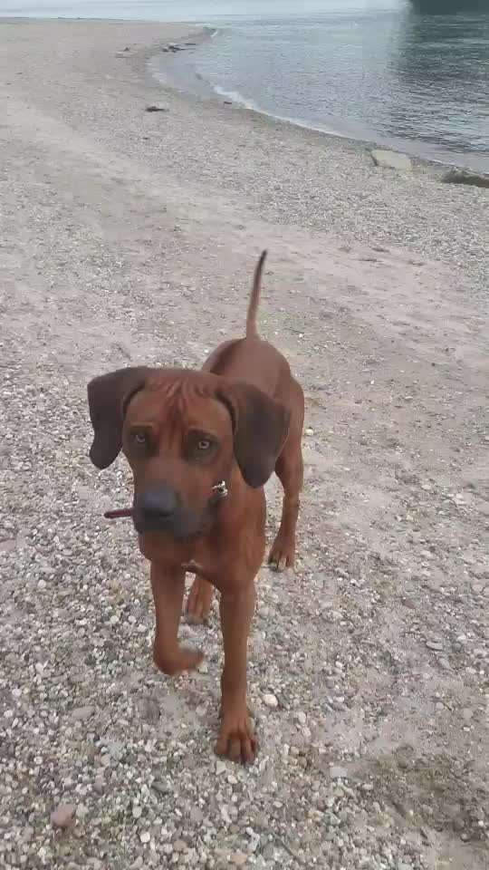 Rhodesian Ridgeback-Beitrag-Bild