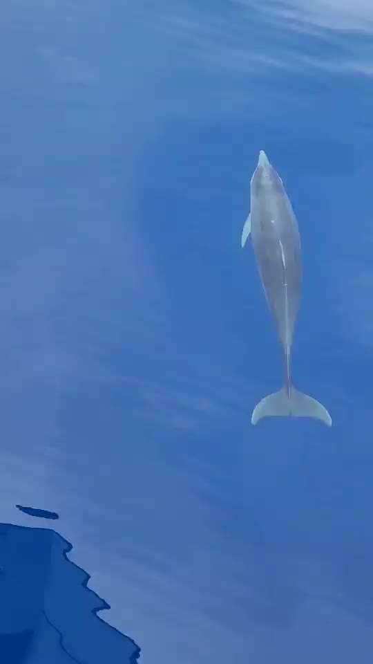 Rhodesian Ridgeback-Beitrag-Bild