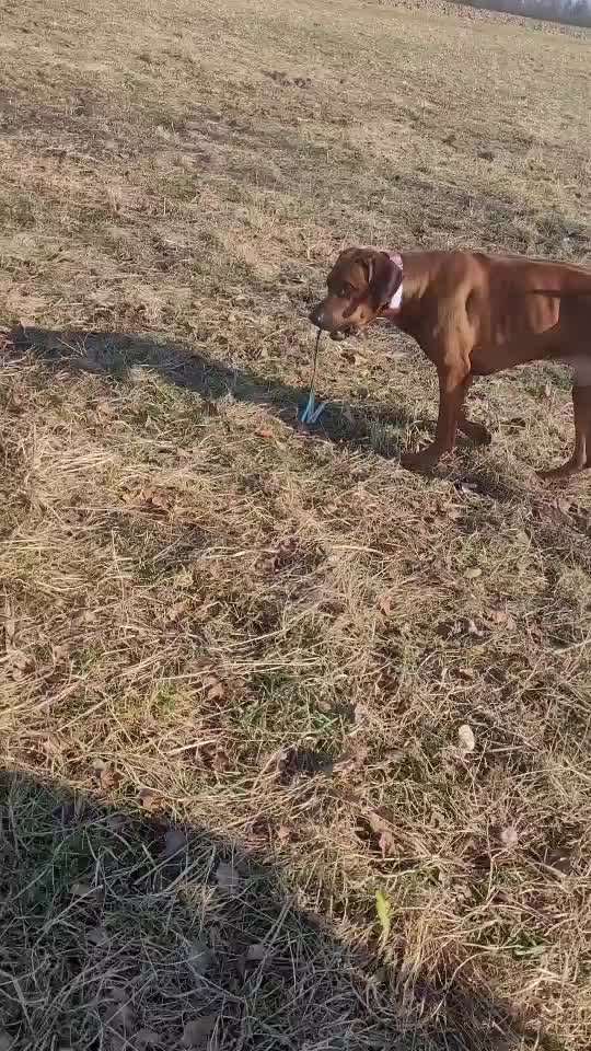 Rhodesian Ridgeback-Beitrag-Bild