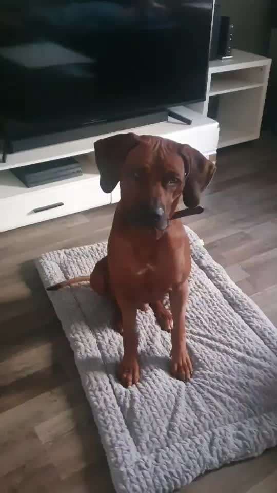Rhodesian Ridgeback-Beitrag-Bild