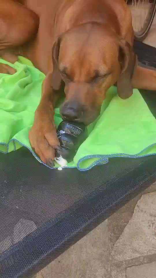 Rhodesian Ridgeback-Beitrag-Bild