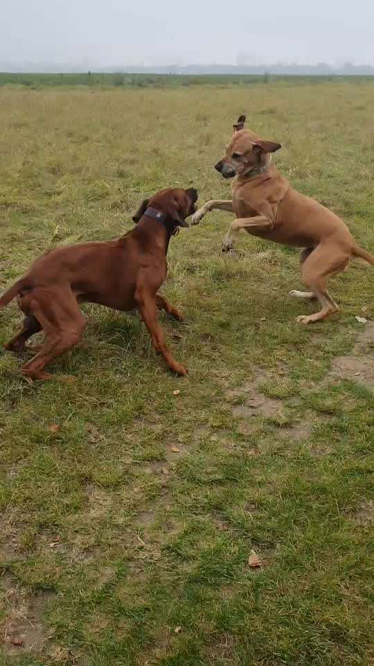 Rhodesian Ridgeback-Beitrag-Bild