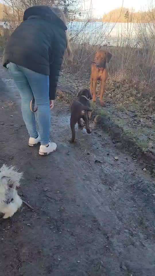 Rhodesian Ridgeback-Beitrag-Bild