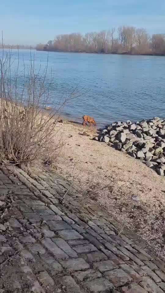 Rhodesian Ridgeback-Beitrag-Bild