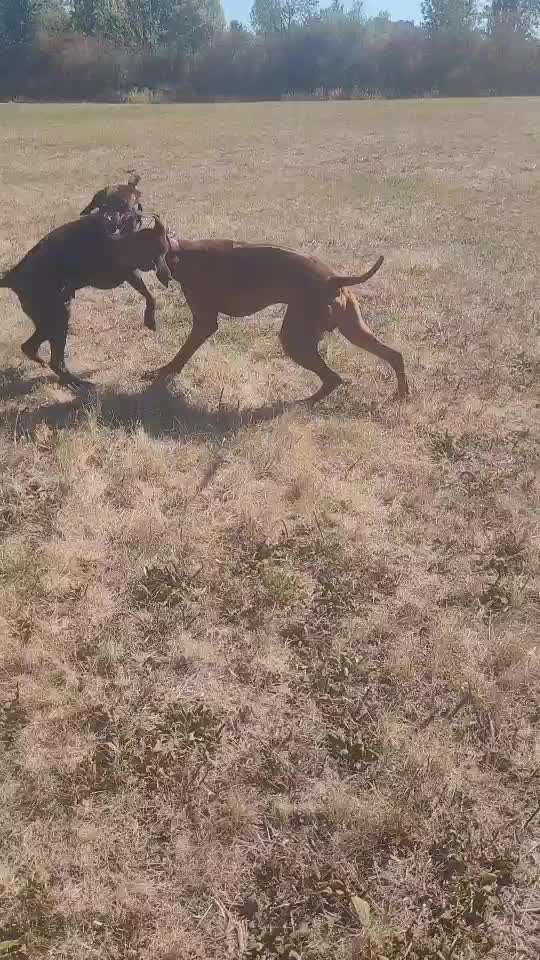 Rhodesian Ridgeback-Beitrag-Bild