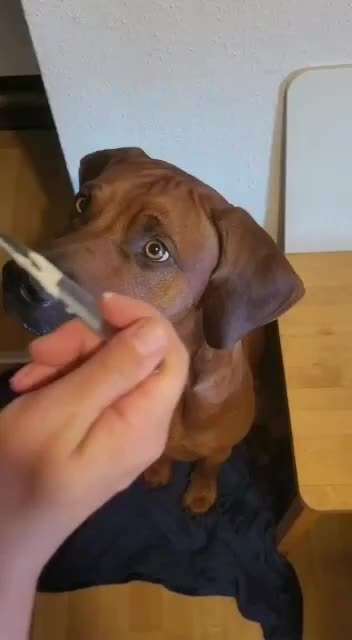 Rhodesian Ridgeback-Beitrag-Bild