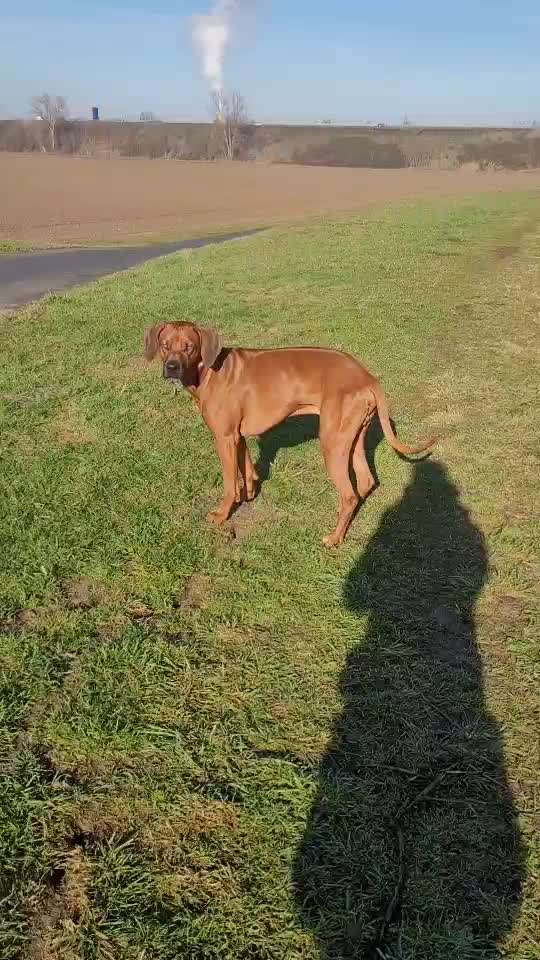 Rhodesian Ridgeback-Beitrag-Bild