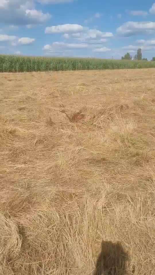 Rhodesian Ridgeback-Beitrag-Bild