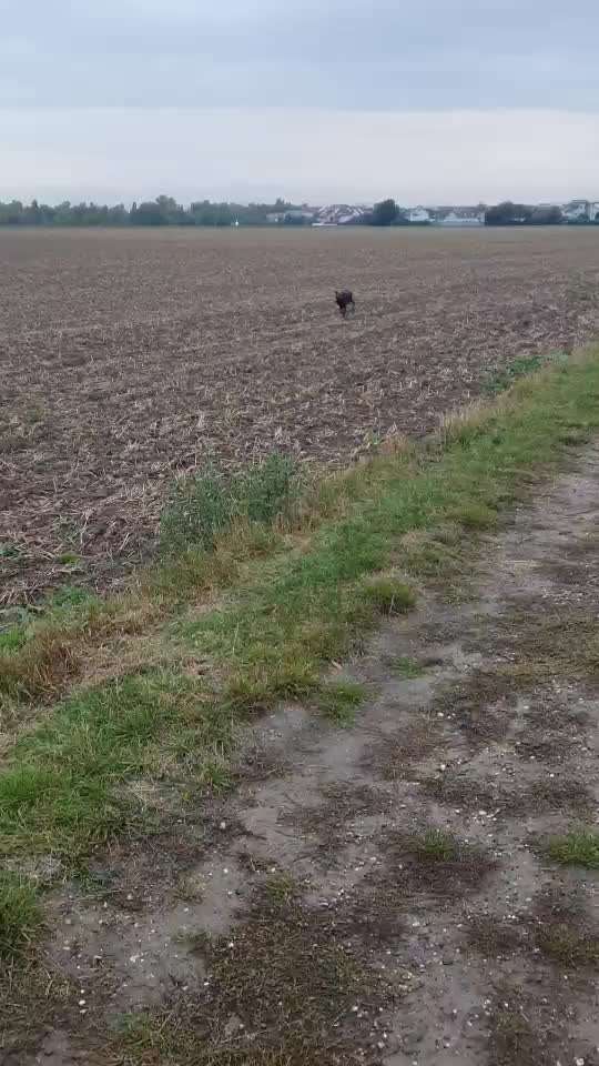 Rhodesian Ridgeback-Beitrag-Bild