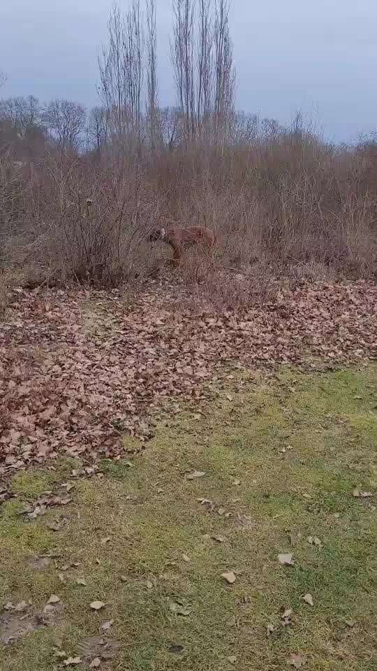 Rhodesian Ridgeback-Beitrag-Bild