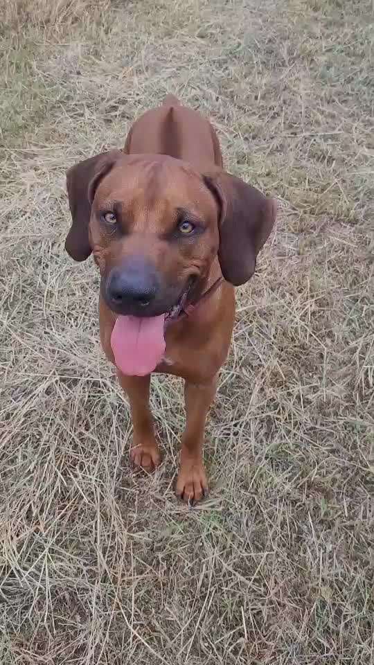 Rhodesian Ridgeback-Beitrag-Bild