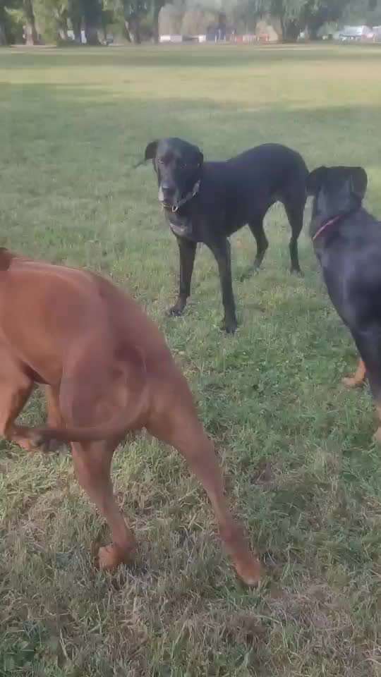 Rhodesian Ridgeback-Beitrag-Bild