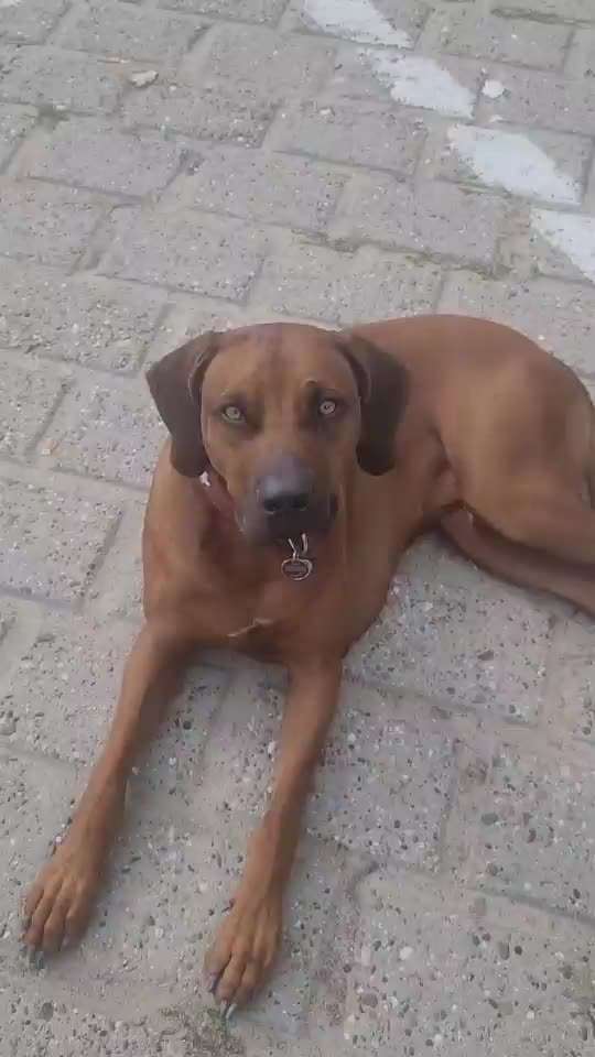Rhodesian Ridgeback-Beitrag-Bild