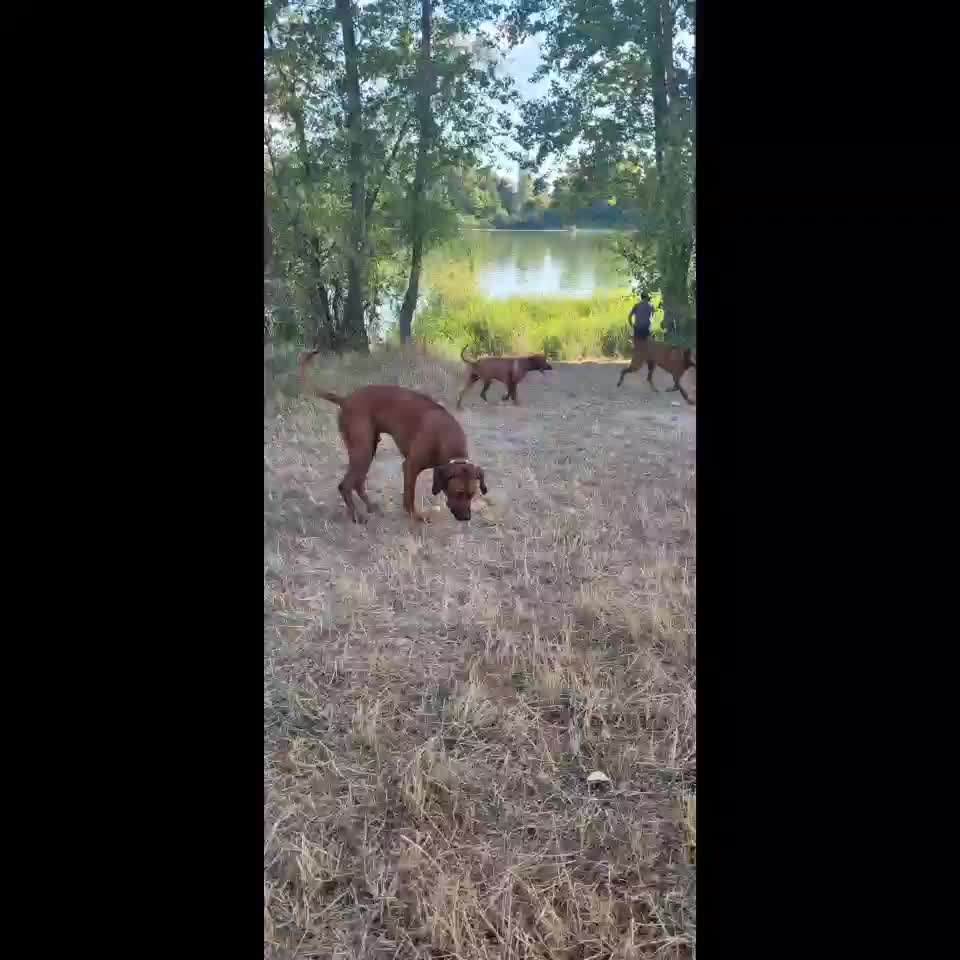 Rhodesian Ridgeback-Beitrag-Bild