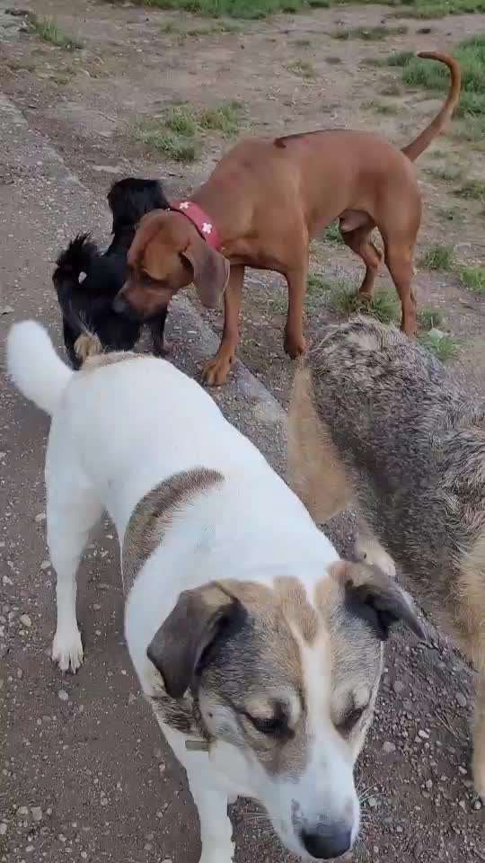 Rhodesian Ridgeback-Beitrag-Bild