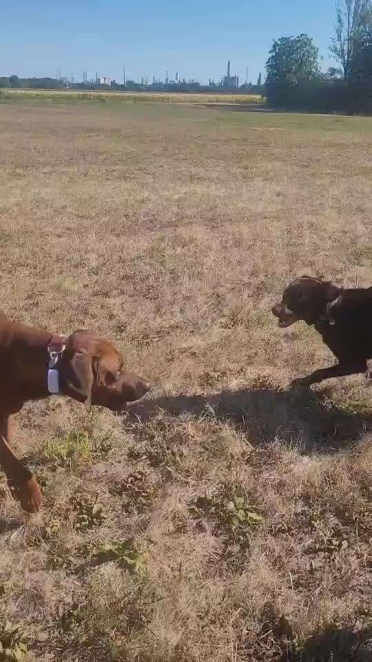 Rhodesian Ridgeback-Beitrag-Bild