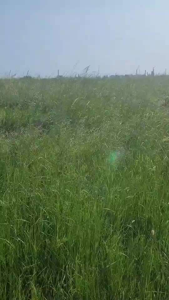 Rhodesian Ridgeback-Beitrag-Bild