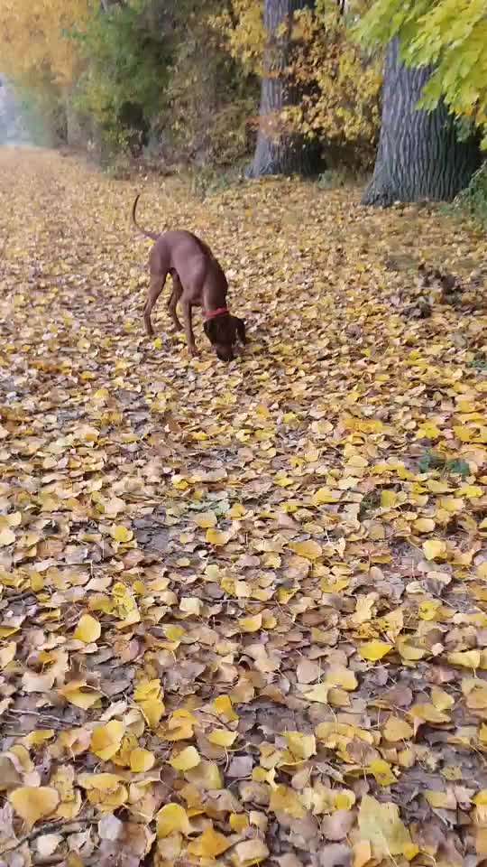 Rhodesian Ridgeback-Beitrag-Bild