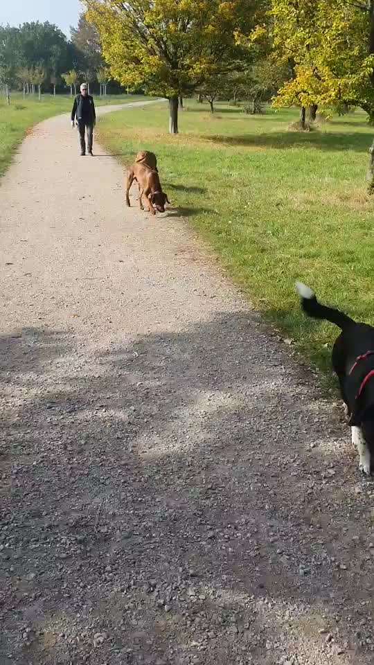 Rhodesian Ridgeback-Beitrag-Bild