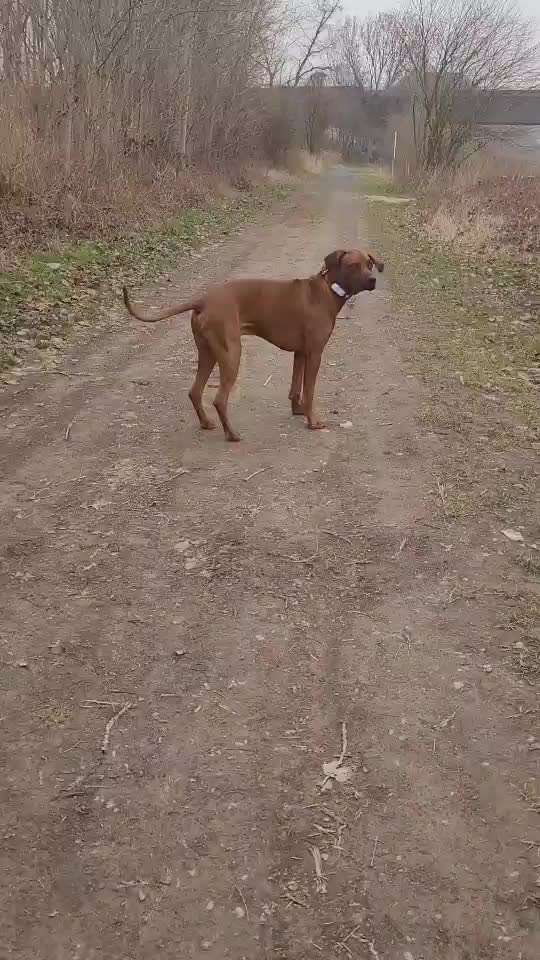 Rhodesian Ridgeback-Beitrag-Bild