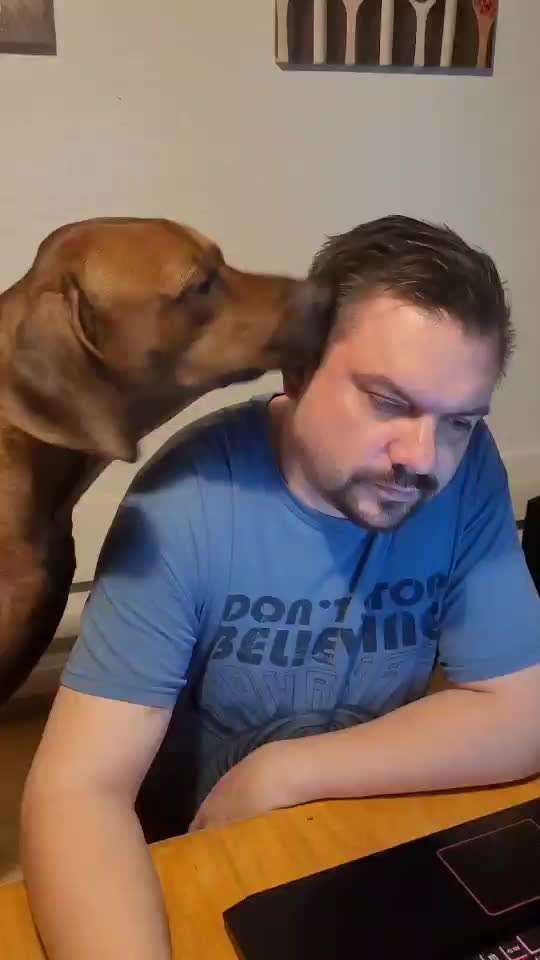 Rhodesian Ridgeback-Beitrag-Bild