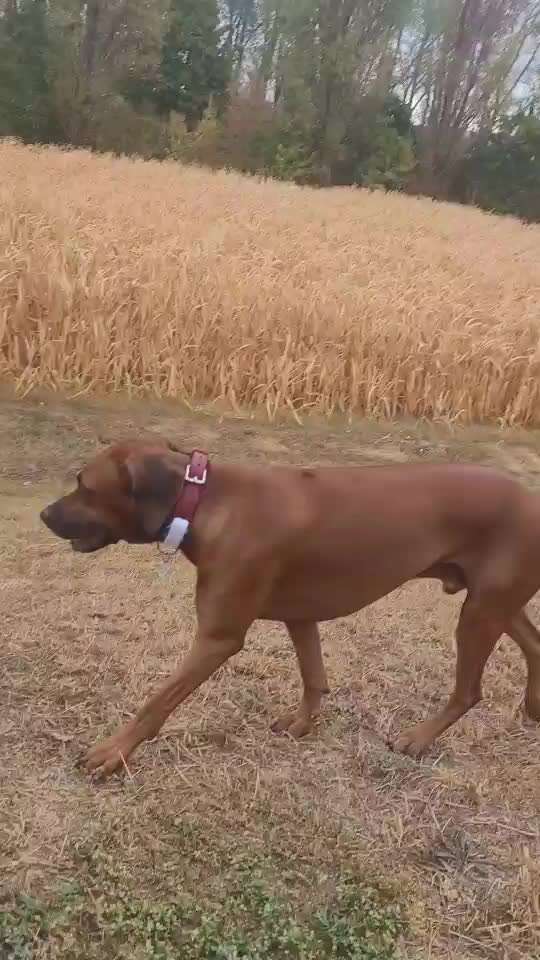 Rhodesian Ridgeback-Beitrag-Bild