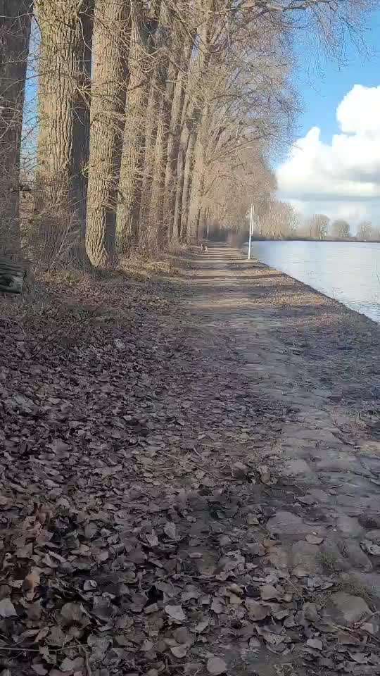 Rhodesian Ridgeback-Beitrag-Bild