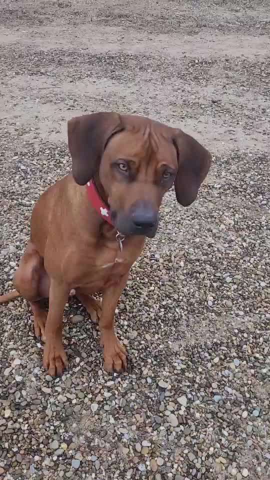 Rhodesian Ridgeback-Beitrag-Bild