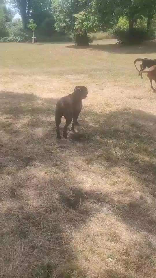 Rhodesian Ridgeback-Beitrag-Bild