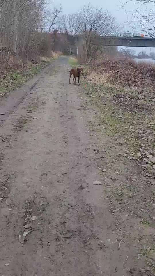 Rhodesian Ridgeback-Beitrag-Bild