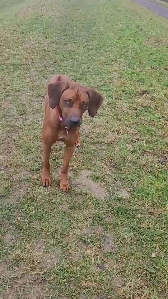 Rhodesian Ridgeback-Beitrag-Bild
