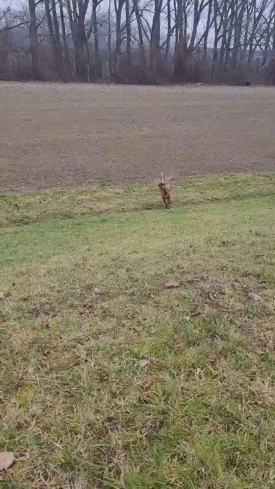 Rhodesian Ridgeback-Beitrag-Bild