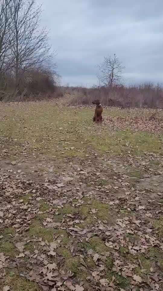 Rhodesian Ridgeback-Beitrag-Bild