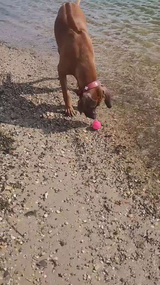 Rhodesian Ridgeback-Beitrag-Bild