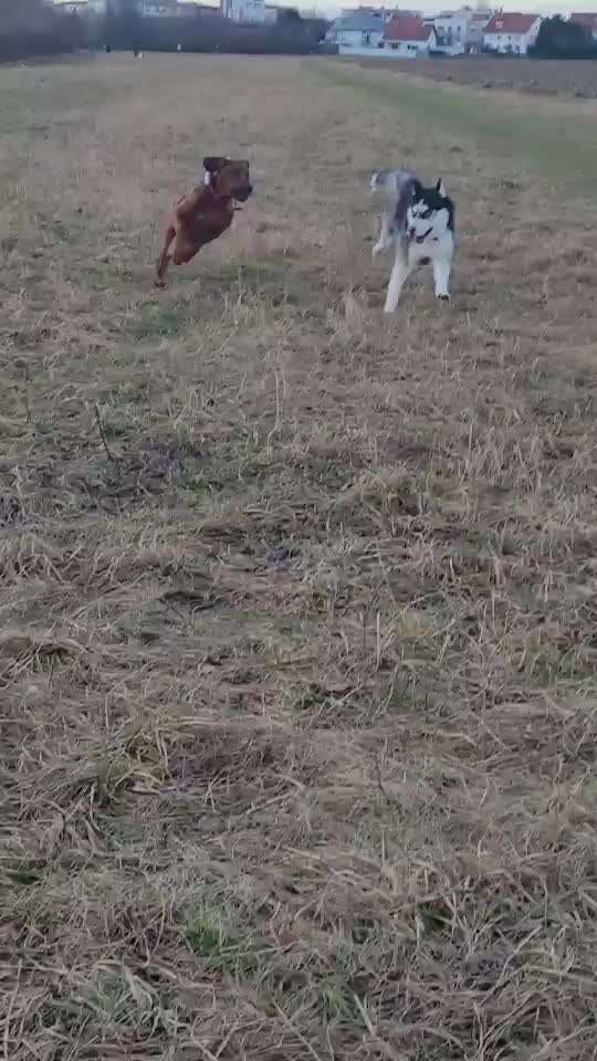 Rhodesian Ridgeback-Beitrag-Bild