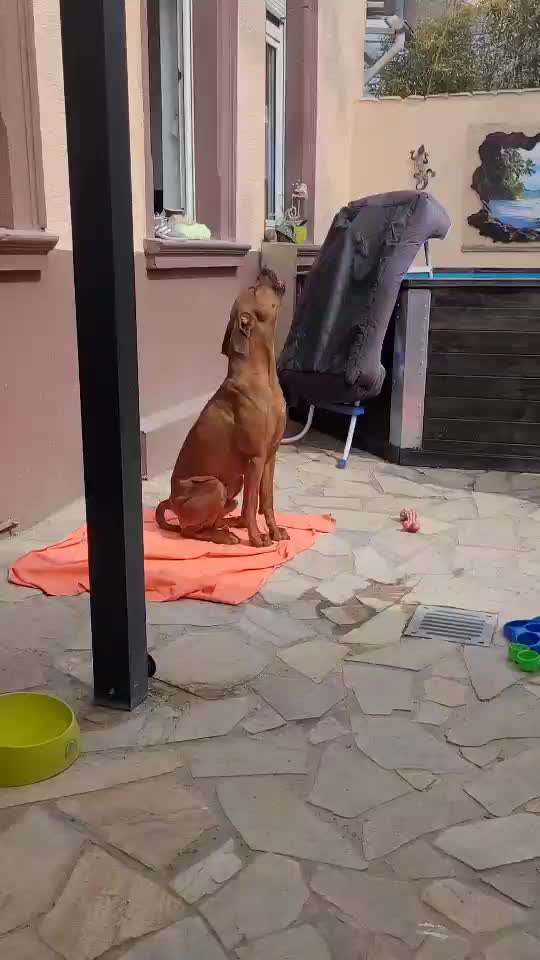 Rhodesian Ridgeback-Beitrag-Bild