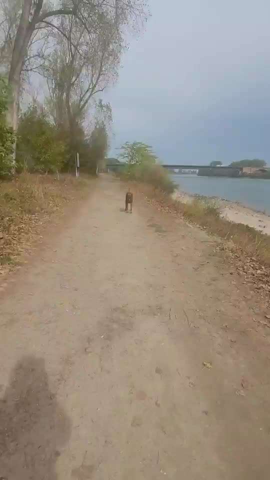 Rhodesian Ridgeback-Beitrag-Bild