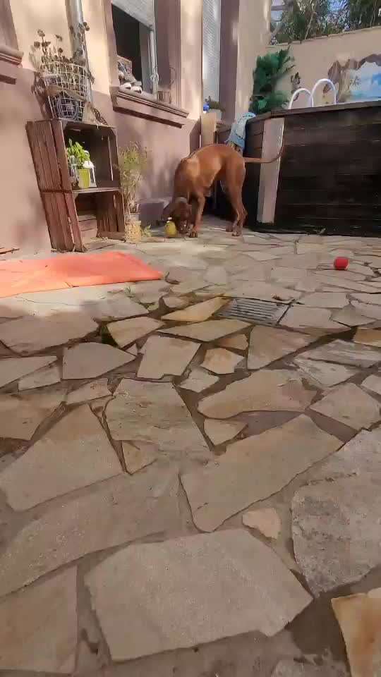 Rhodesian Ridgeback-Beitrag-Bild