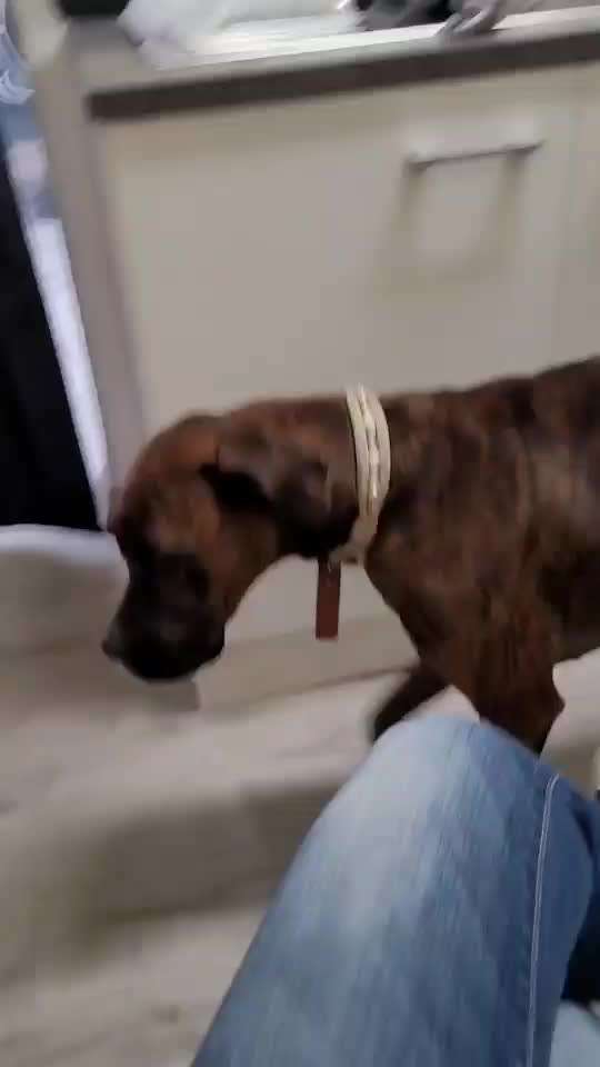 Rhodesian Ridgeback-Beitrag-Bild