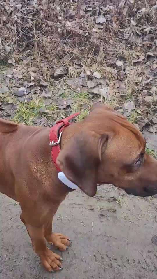 Rhodesian Ridgeback-Beitrag-Bild