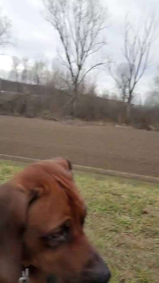 Rhodesian Ridgeback-Beitrag-Bild