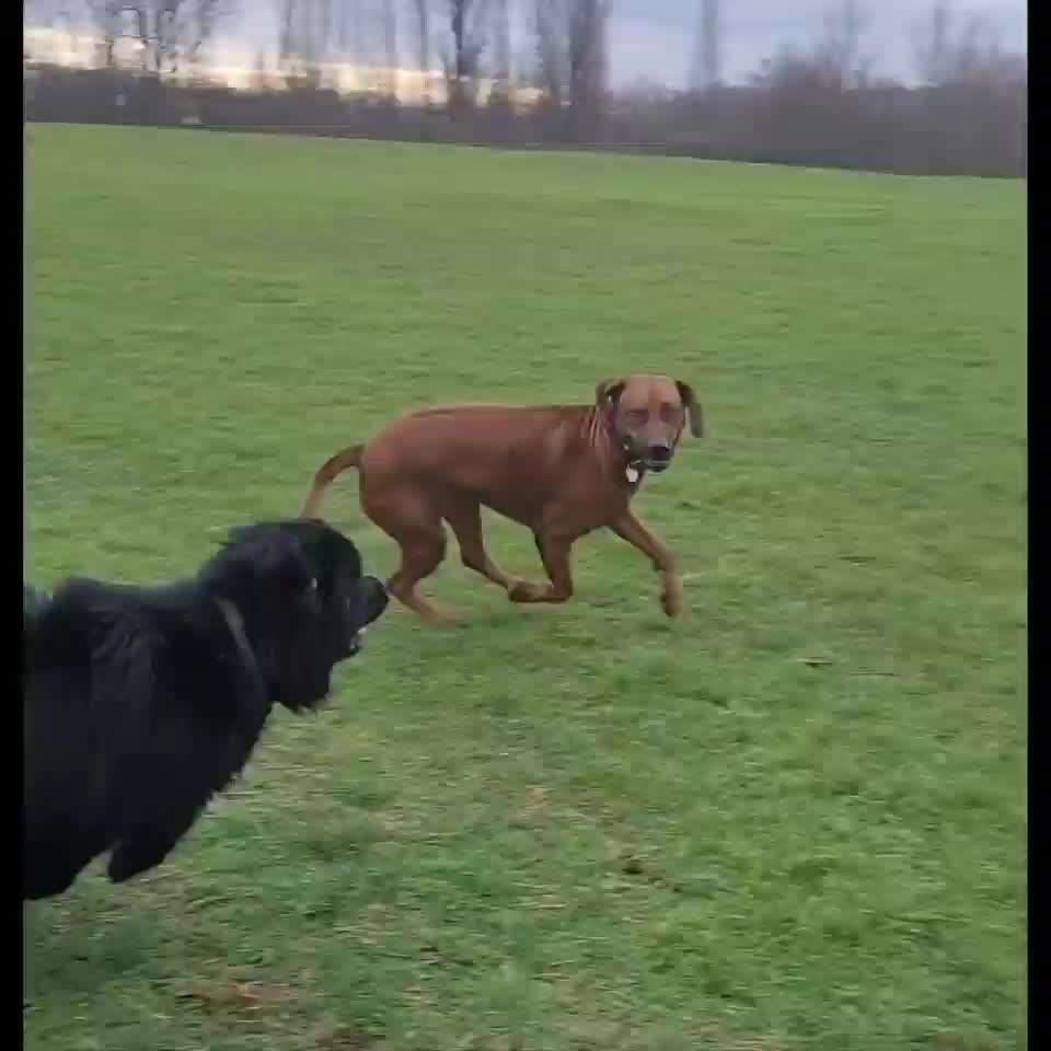 Rhodesian Ridgeback-Beitrag-Bild