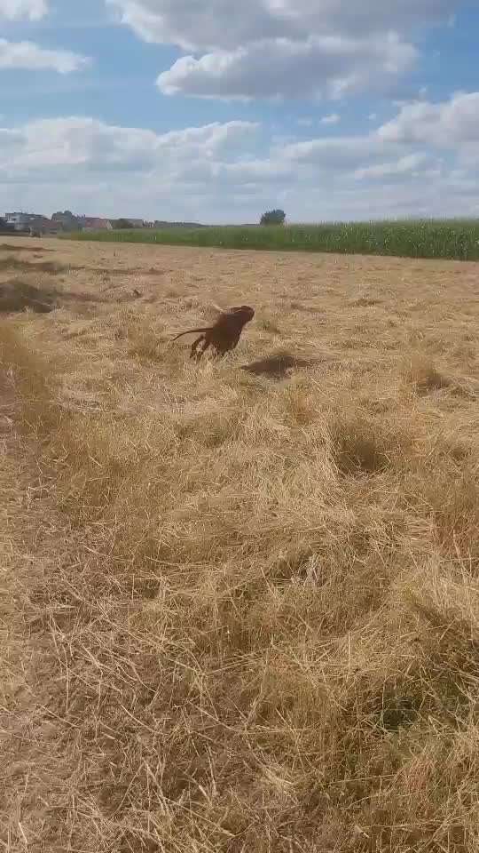 Rhodesian Ridgeback-Beitrag-Bild