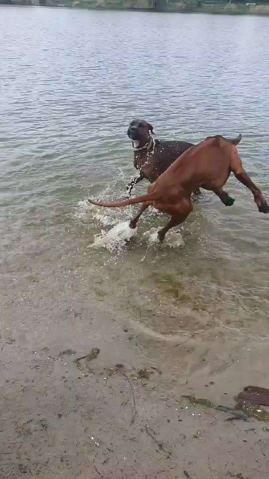 Rhodesian Ridgeback-Beitrag-Bild