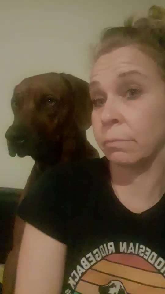 Rhodesian Ridgeback-Beitrag-Bild