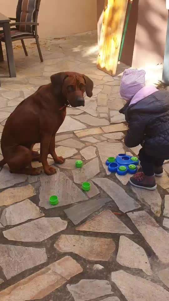 Rhodesian Ridgeback-Beitrag-Bild