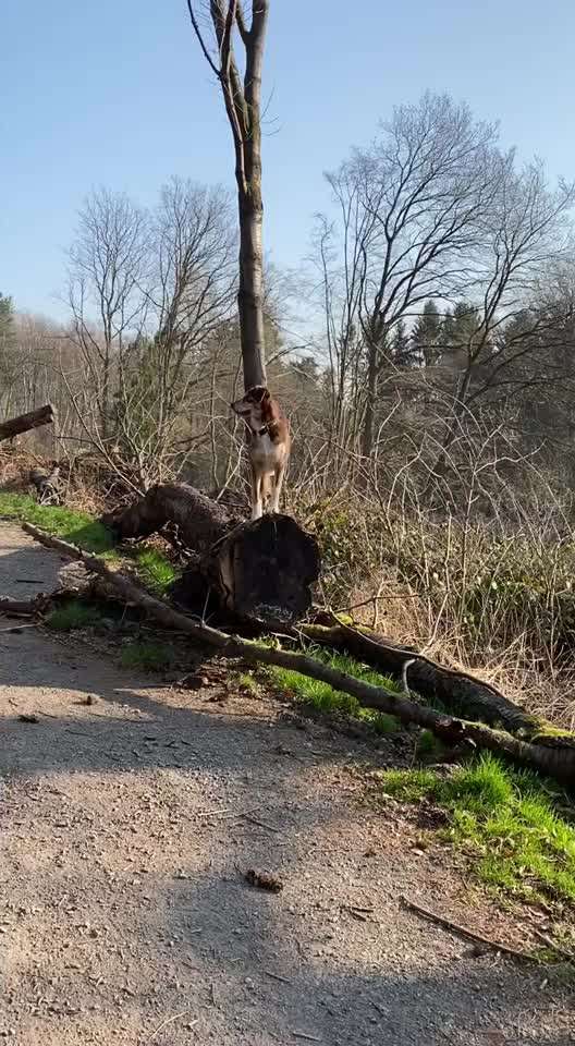Die wunderschöne Welt mit Hund.-Beitrag-Bild