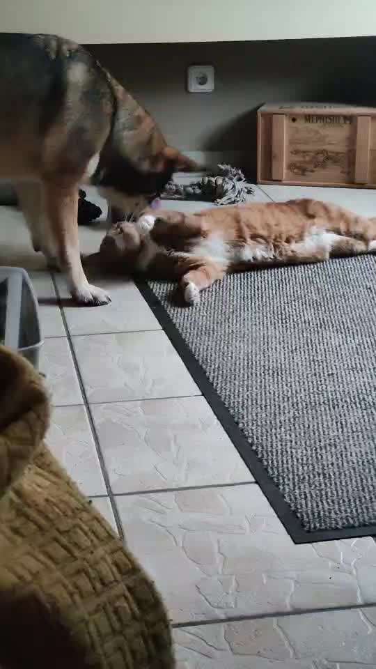 Handy Video Challenge Nr.36 Indoorbespaßung-Beitrag-Bild